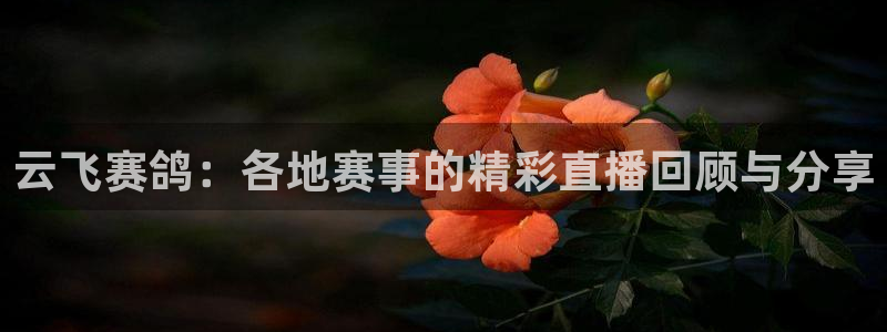 9255tv直播nba在线直播：云飞赛鸽：各地赛事的精彩直播回顾与分享